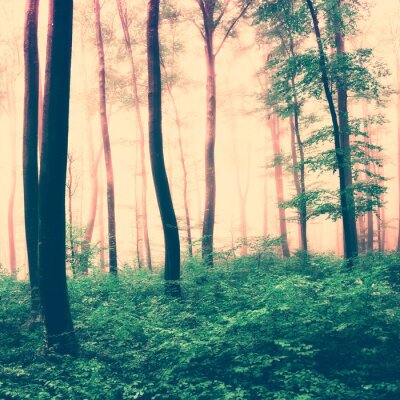 Papier peint  Une scène de forêt aux tons sépia, avec un sous-bois verdoyant et la cime des arbres.