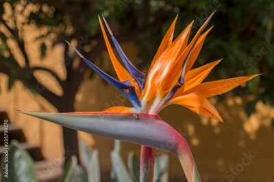 Papier peint  Une seule fleur de Strelitzia remplie d'eau.
