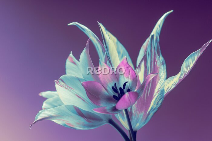 Papier peint  Une tête de tulipe en fleurs