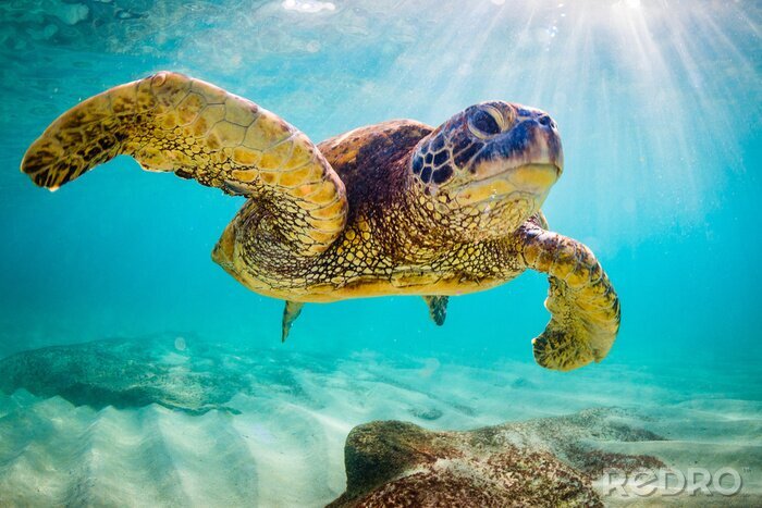 Papier peint  Une tortue de la mer verte hawaïenne en voie de disparition se lance dans les eaux chaudes de l'océan Pacifique à Hawaï.