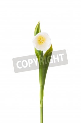 Papier peint  Une tulipe blanche