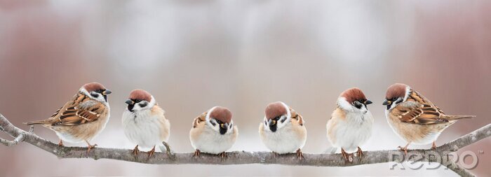 Papier peint  Une volée d'oiseaux sur fond clair