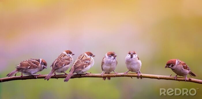 Papier peint  Une volée d'oiseaux sur une branche