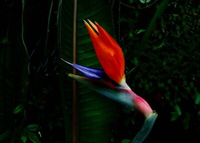 Papier peint  Unique, coupure, fleur, strelitzia, contre, sombre, vert, fond