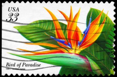 Papier peint  USA - CIRCA 1999: un timbre imprimé aux Etats-Unis montre l'oiseau de paradis de fleurs (Strelitzia reginae), série Fleurs tropicales, vers 1999
