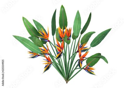 Papier peint  Usine de rendu 3D Strelitzia sur blanc