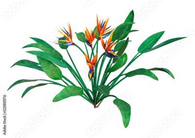 Papier peint  Usine de rendu 3D Strelitzia sur blanc