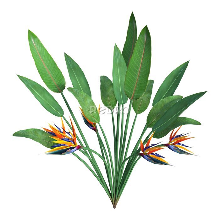 Papier peint  Usine de rendu 3D Strelitzia sur blanc