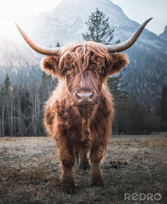 Papier peint  Vache écossaise au pied des montagnes