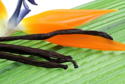 Papier peint  vanille Bourbon et fleur de strelitzia sur la paume