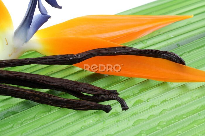 Papier peint  vanille Bourbon et fleur de strelitzia sur la paume