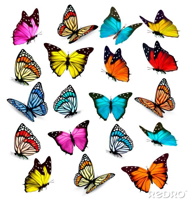 Papier peint  Variétés de papillons colorés