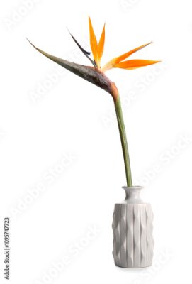 Papier peint  Vase with beautiful strelitzia flower on white background
