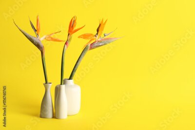 Papier peint  Vases with beautiful strelitzia flowers on yellow background