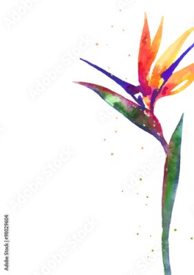 Papier peint  Vecteur, fond, aquarelle, Strelitzia, mariage, invitation, flyer