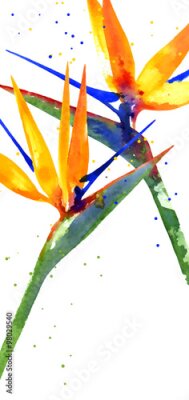 Papier peint  Vecteur, fond, aquarelle, Strelitzia, mariage, invitation, ou, flyer