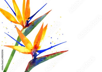 Papier peint  Vecteur, fond, Strelitzia, fleur