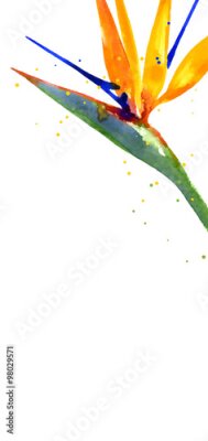 Papier peint  Vecteur, fond, Strelitzia, fleur