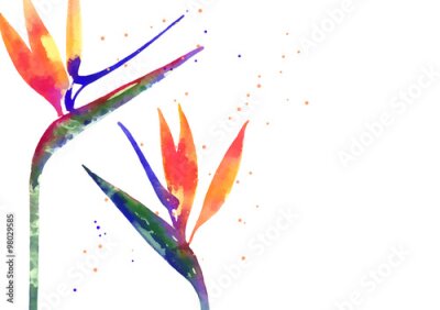 Papier peint  Vecteur, fond, Strelitzia, fleur