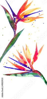 Papier peint  Vecteur, fond, Strelitzia, fleur