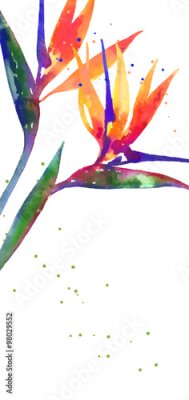 Papier peint  Vecteur, fond, Strelitzia, fleur