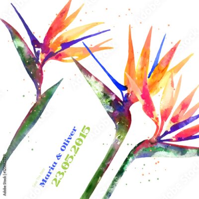 Papier peint  Vecteur, fond, Strelitzia, fleur