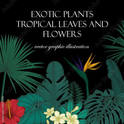 Papier peint  Vector banner template with graphic colored linear tropics. Palm leaves, hibiscus, monstera, plumeria, banana leaves, strelitzia, aralia, elephant ear leaves