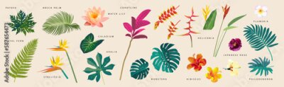 Papier peint  Vector flat style tropical leaves and flowers with names on beige background. Monstera, strelitzia, heliconia, hibiscus, areca palm, cordyline, lily, philodendron. Artistic botanical illustration