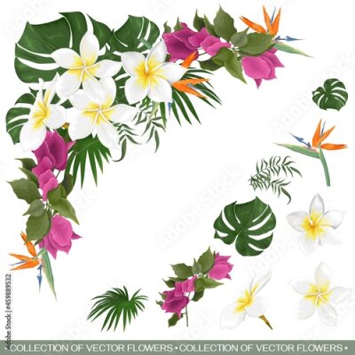 Papier peint  Vector floral tropical composition. White frangipani, strelitzia, begainvillea, palm and monster leaves, tropical plants. Flowers and leaves on white background.