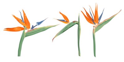 Papier peint  Vector flowers on a white background. Strelitzia flowers. Tropical flowers.