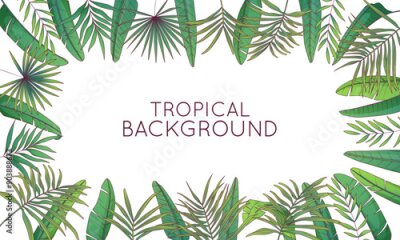 Papier peint  Vector frame with leaves of areca, banana palm, fan palm. Tropical leaves illustration. Strelitzia plant leaves.