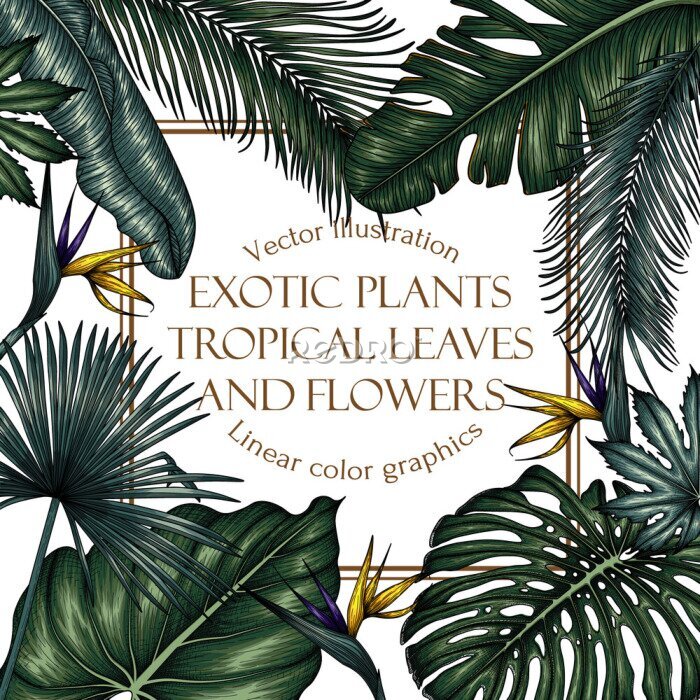 Papier peint  Vector frame with tropical plants. Palm and banana leaves, monstera, strelitzia, aralia, elephant ear leaf