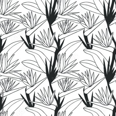 Papier peint  vector illustration eps10. Strelitzia flower. hand drawing