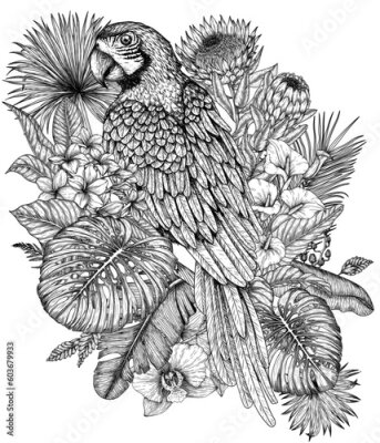 Papier peint  Vector illustration of a Ara parrot bird in a tropical garden in an engraving style. Anthurium, palm and banana leaves, liviston, plumeria, zantedeschia, monstera, strelitzia