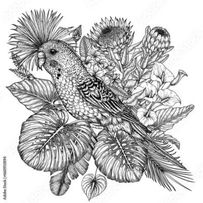 Papier peint  Vector illustration of a budgie in a tropical garden in an engraving style. Anthurium, palm and banana leaves, liviston, plumeria, zantedeschia, monstera, strelitzia