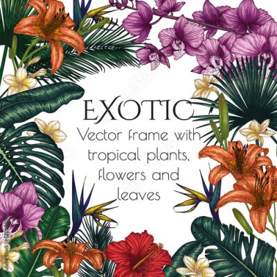 Papier peint  Vector illustration of a frame made of exotic plants. Graphic linear colored tropical flowers and leaves. Monstera, plumeria, orchid, palm and banana leaves, hibiscus, aralia, tiger lily, strelitzia