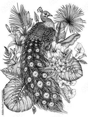 Papier peint  Vector illustration of a peacock bird in a tropical garden in an engraving style. Palm and banana leaves, liviston, plumeria, zantedeschia, monstera, strelitzia, hibiscus