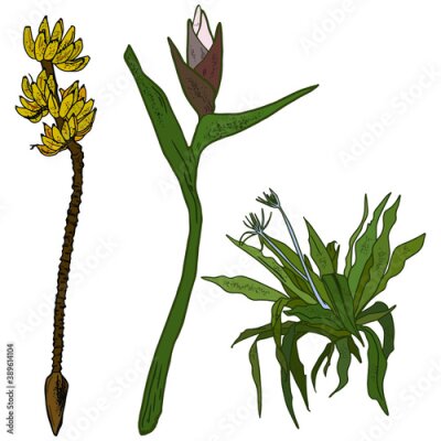 Papier peint  Vector illustration of leaves of tropical plants, bananas, strelitzia  isolated on white background. For printing clothes, dishes, bedding, wrapping paper, blanks for designers