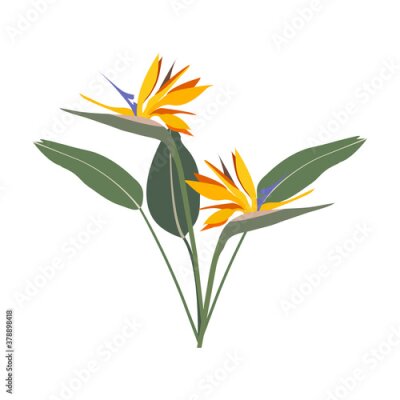 Papier peint  Vector illustration of strelitzia. A flower of a bird of paradise
