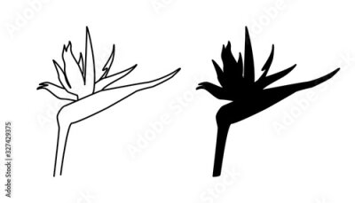 Papier peint  Vector illustration of strelitzia, bird of paradise. Black outline and silhouette version, isolated on white background