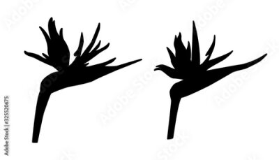 Papier peint  Vector illustration of strelitzia, bird of paradise. Black silhouette isolated on white background