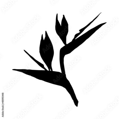 Papier peint  Vector illustration of strelitzia flower. Black silhouette isolated on white background. Strelitzia, crane lily, bird of paradise.