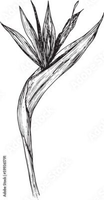 Papier peint  Vector illustration of Strelitzia flower, or Bird of paradise flower in graphics. Black and white isolated clipart tropical plant without background. Ideal for logo, packaging, tattoo, postcard design