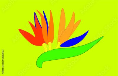 Papier peint  Vector illustration of Strelitzia or Bird of Paradise plant, symbolism of thoughtfulness, joy and beauty, also represents freedom.