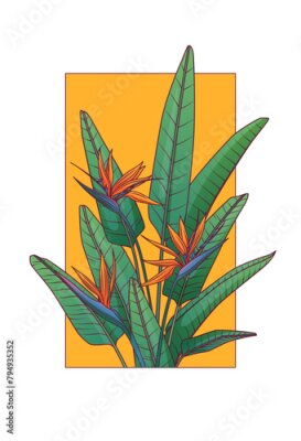 Papier peint  Vector illustration of strelitzia plant. Floral composition with bird of paradise flower for design of postcard, poster. Flower shop concept. Tropical plant.