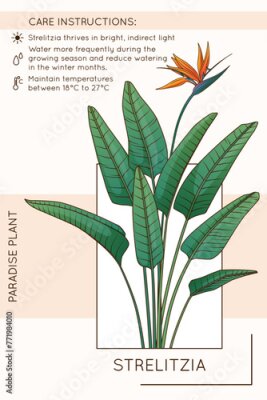 Papier peint  Vector illustration of strelitzia plant. Houseplant care infographic design. Flower shop, home garden concept. Poster of paradise plant.