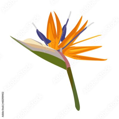 Papier peint  Vector illustration of Strelitzia reginae in cartoon style. Color illustration of Strelitzia on a white background. Flowering tropical plant with buds.