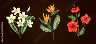 Papier peint  Vector illustration of tropical flower bouquets isolated on white background. Bright realistic hibiscus, strelitzia, plumeria. Floral tropic design elements.