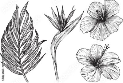 Papier peint  Vector illustration of tropical flowers and leaves. Clipart of hibiscus, strelitzia, palm leaf, ink sketch with no background. Isolated elements for the design of cards, packaging, tattoos, logos