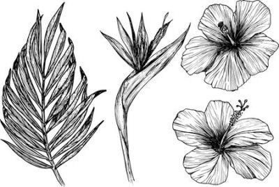 Papier peint  Vector illustration of tropical flowers and leaves. Clipart of hibiscus, strelitzia, palm leaf, ink sketch with no background. Isolated elements for the design of cards, packaging, tattoos, logos